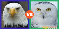 Which is the better bird of prey
