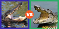 Which is the better reptile