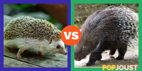 Which is the better spiky animal