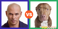 Which is the better pitbull