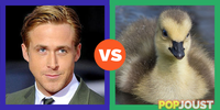 Who is the better gosling